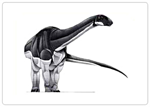Bellusaurus